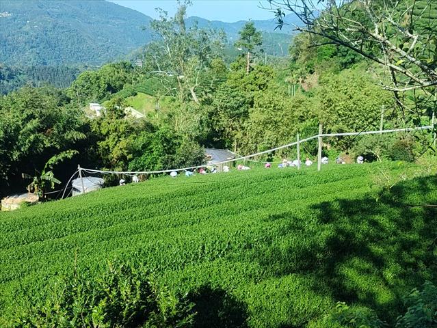 茶製品-茶 產品圖片（圖片編號 913188）