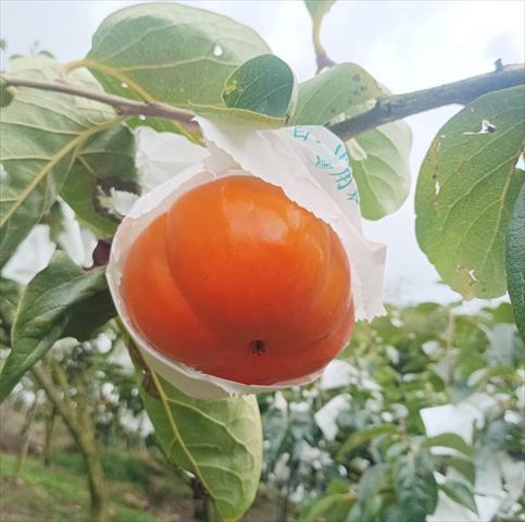 柿子 產品圖片（產品編號 648685）