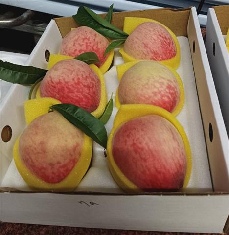 桃 產品圖片（產品編號 648686）