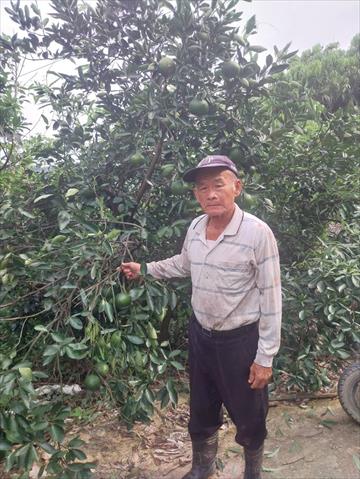 柳橙 產品圖片（產品編號 670299）