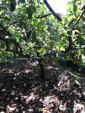 榴槤蜜 產品圖片（圖片編號 913769）