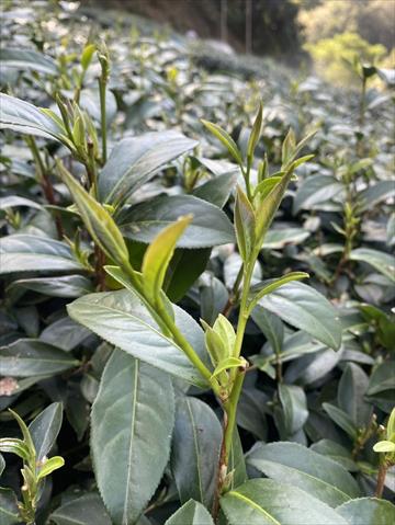 茶製品-茶 產品圖片（圖片編號 913981）