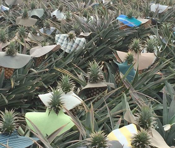 鳳梨 產品圖片（產品編號 670465）