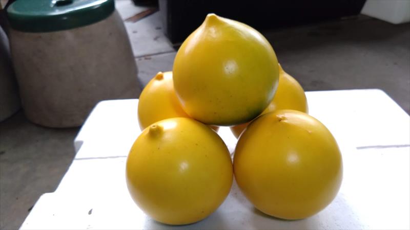 黃金果(黃晶果,加蜜蛋黃果,蜜蛋黃果) 產品圖片（圖片編號 914605）