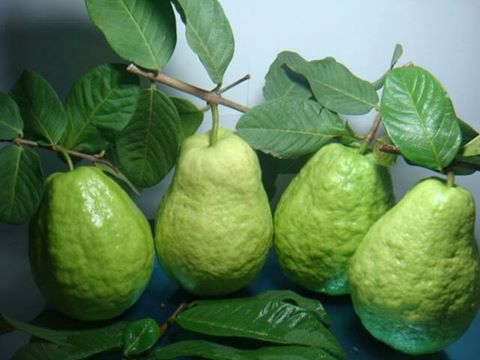 番石榴(芭樂) 產品圖片（產品編號 670577）