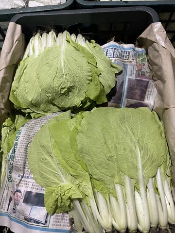 不結球白菜(小白菜,青梗白菜,蚵白菜) 產品圖片（圖片編號 914897）