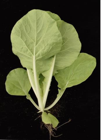 不結球白菜(小白菜,青梗白菜,蚵白菜) 產品圖片（產品編號 670663）