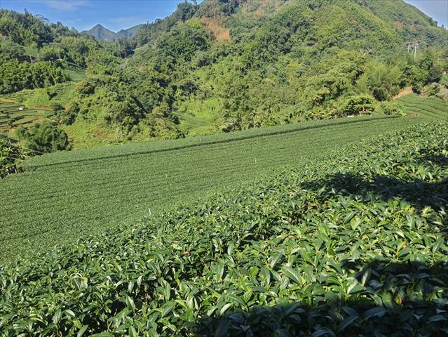 茶製品-茶 產品圖片（圖片編號 915793）