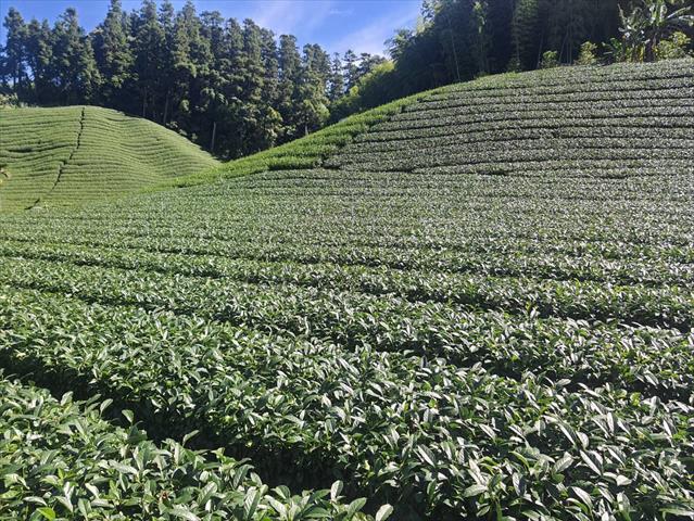 茶製品-茶 產品圖片（產品編號 670922）