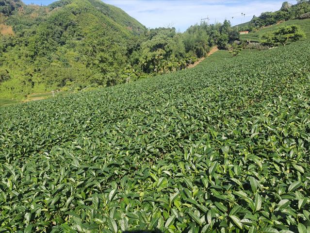 茶製品-茶 產品圖片（圖片編號 915795）