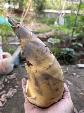 竹筍 產品圖片（產品編號 671019）