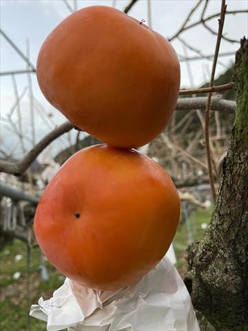 柿子 產品圖片（產品編號 659321）