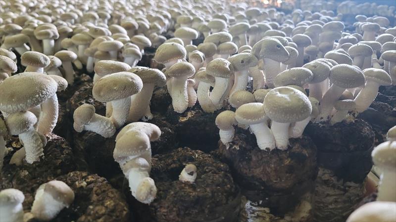香菇 產品圖片（產品編號 671152）