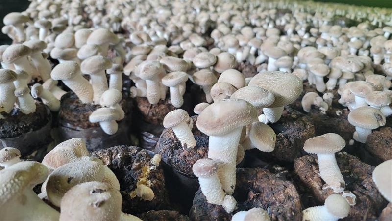 香菇 產品圖片（圖片編號 916470）