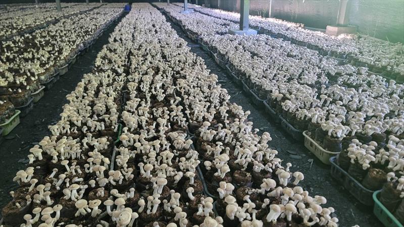 香菇 產品圖片（圖片編號 916471）