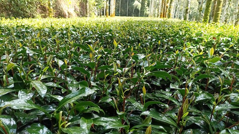 茶製品-茶 產品圖片（圖片編號 916532）