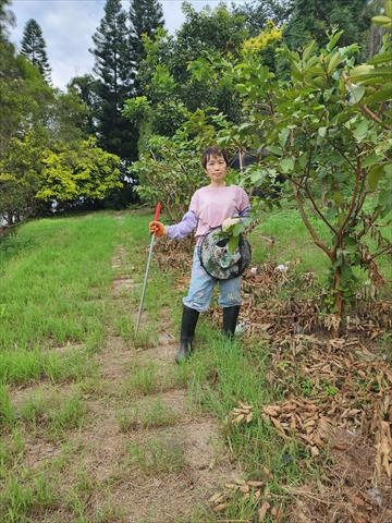 番石榴(芭樂) 產品圖片（產品編號 671229）