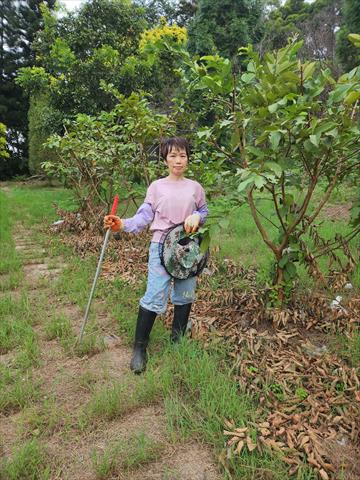 番石榴(芭樂) 產品圖片（圖片編號 916547）