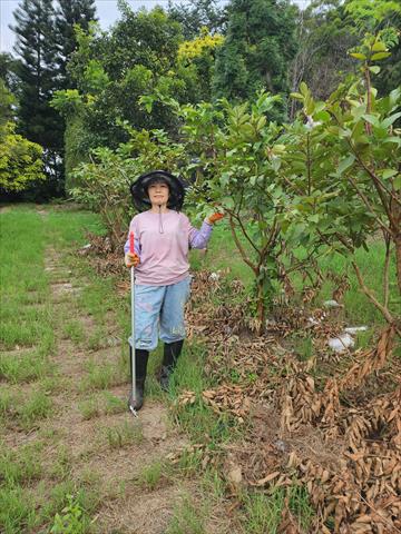 番石榴(芭樂) 產品圖片（圖片編號 916548）