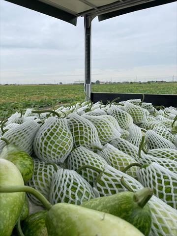 扁蒲(瓠瓜,匏瓜,蒲瓜) 產品圖片（產品編號 671340）