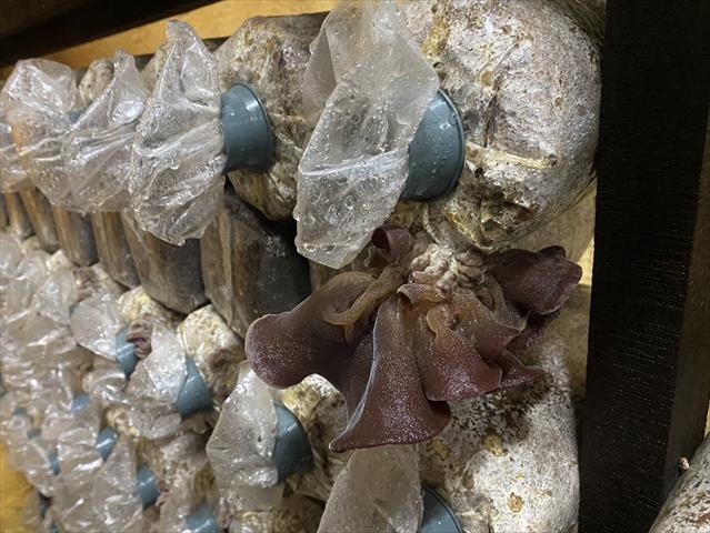 黑木耳(毛木耳) 產品圖片（產品編號 673023）