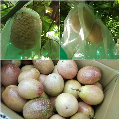 百香果 產品圖片（產品編號 673566）