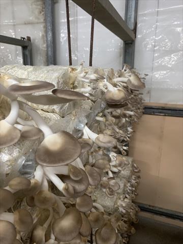 秀珍菇 產品圖片（產品編號 674117）