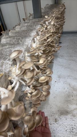 秀珍菇 產品圖片（圖片編號 923177）