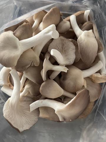秀珍菇 產品圖片（圖片編號 923178）