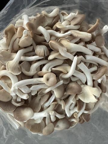 秀珍菇 產品圖片（圖片編號 923179）