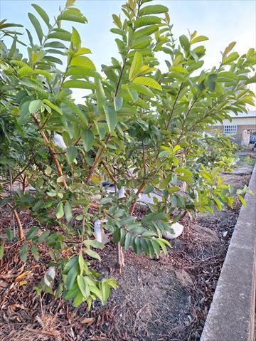 番石榴(芭樂) 產品圖片（圖片編號 923733）