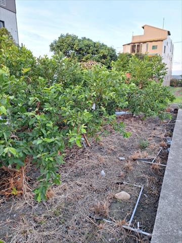 番石榴(芭樂) 產品圖片（圖片編號 923734）