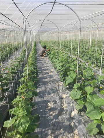 小黃瓜(花胡瓜) 產品圖片（圖片編號 924374）