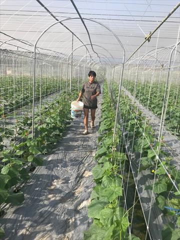 小黃瓜(花胡瓜) 產品圖片（圖片編號 924376）
