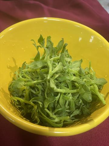 薄荷 產品圖片（圖片編號 924464）