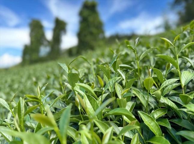 茶製品-茶 產品圖片（產品編號 674478）