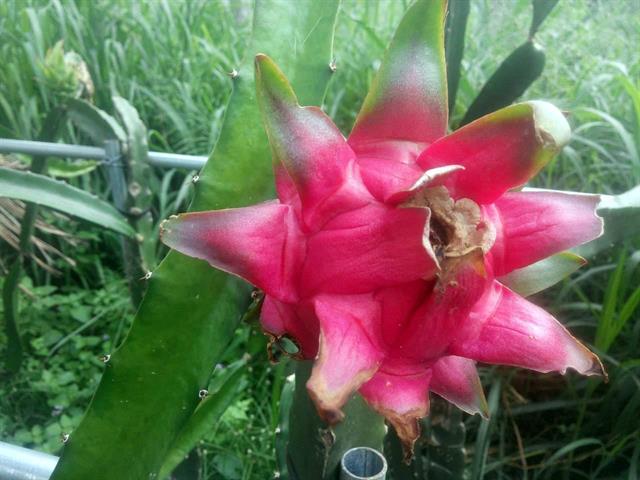 紅龍果 產品圖片（圖片編號 924623）