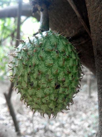 番荔枝(釋迦) 產品圖片（圖片編號 924624）