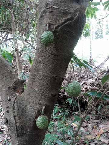 番荔枝(釋迦) 產品圖片（圖片編號 924625）