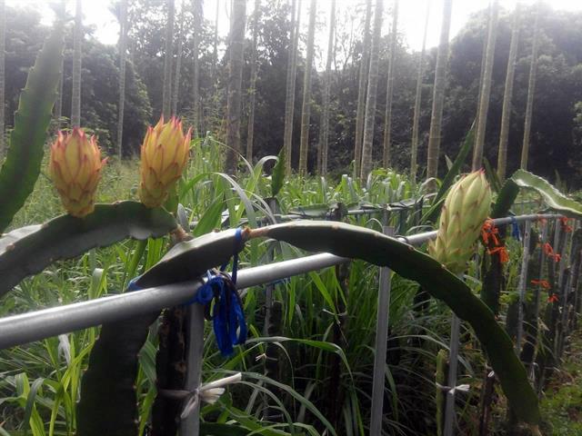 紅龍果 產品圖片（圖片編號 924634）
