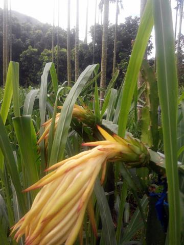 紅龍果 產品圖片（圖片編號 924635）