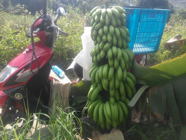 香蕉 產品圖片（圖片編號 924637）