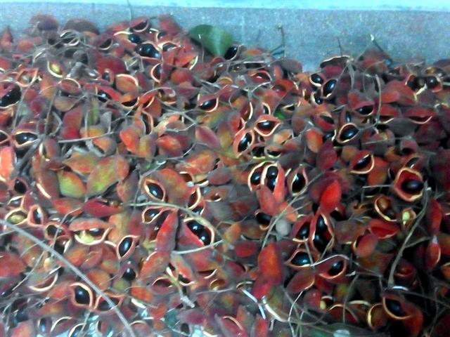蘋婆 產品圖片（圖片編號 924644）