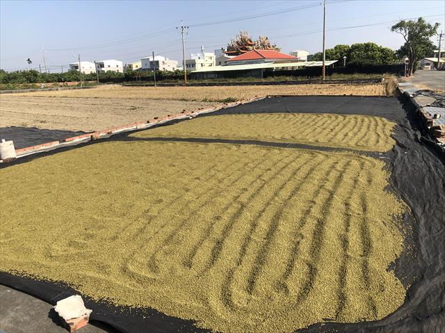 綠豆 產品圖片（圖片編號 925057）