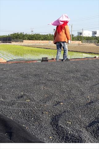 大豆(黃豆、黑豆等) 產品圖片（產品編號 674625）