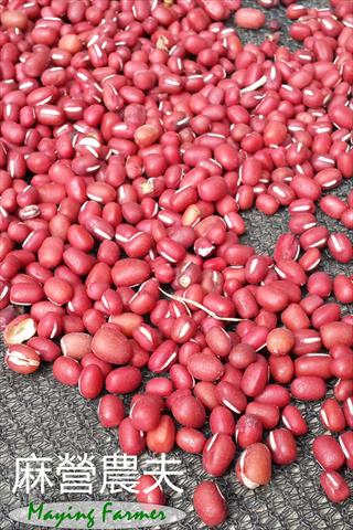 紅豆 產品圖片（產品編號 674626）