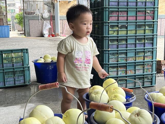 香瓜(美濃瓜) 產品圖片（圖片編號 925620）