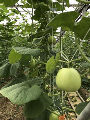 香瓜(美濃瓜) 產品圖片（圖片編號 925621）