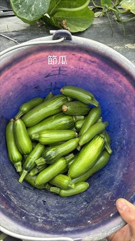 節瓜 產品圖片（產品編號 674893）