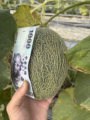 洋香瓜(哈蜜瓜) 產品圖片（圖片編號 925631）